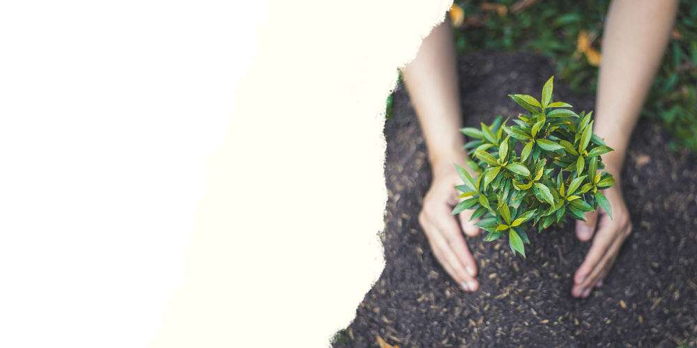 Trees Planted